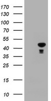 CBX8 Antibody