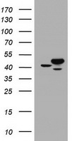 CBX8 Antibody