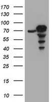 CCDC93 Antibody