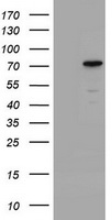CCDC93 Antibody