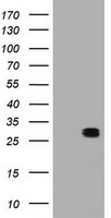 BCL10 Antibody