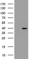 PRR11 Antibody