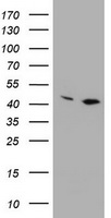 PRR11 Antibody