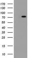 DDX59 Antibody