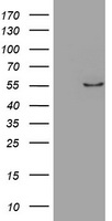 ZNF165 Antibody