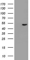 EPHX1 Antibody