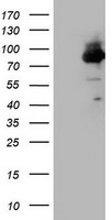 Factor XIIIa Antibody