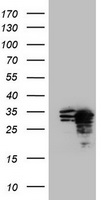 SEN1 Antibody