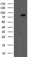 Factor XIIIa Antibody