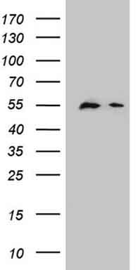 DPPA2 Antibody