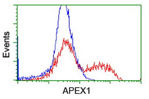 APEX1 Antibody