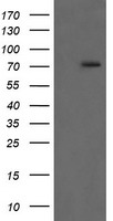RIP Antibody