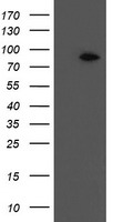 Factor XIIIa Antibody