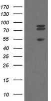 TLE1 Antibody