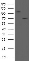 MIPEP Antibody