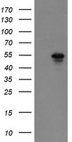 SCYL1BP1 Antibody