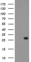 THAP6 Antibody