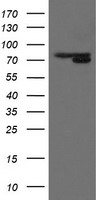 MIPEP Antibody