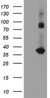 SNAI2 Antibody