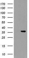 SNAI2 Antibody
