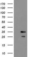 RBPMS Antibody