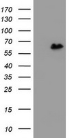 SUHW1 Antibody