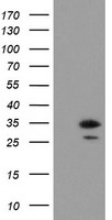 RBPMS Antibody