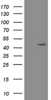 MRPS27 Antibody