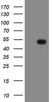 MRPS27 Antibody