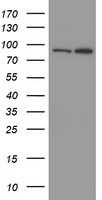 MYNN Antibody