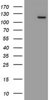 MYNN Antibody