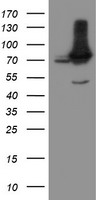 NUB1 Antibody