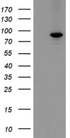 MIPEP Antibody