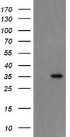 SLUG Antibody