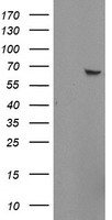 SUHW1 Antibody
