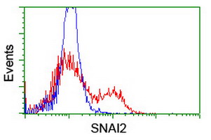SLUG Antibody
