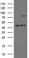 SnoN Antibody