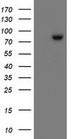 SKIL Antibody