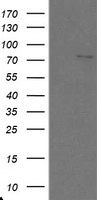 SnoN Antibody