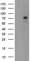 TIGD1 Antibody
