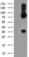 SLUG Antibody