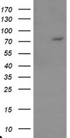 TIGD1 Antibody