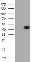 FOXI1 Antibody