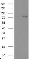 TIGD1 Antibody