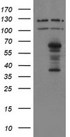 SENP2 Antibody