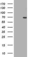 SENP2 Antibody
