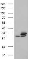 Proteasome subunit alpha type 6 Antibody