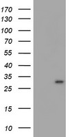Myeloid leukemia factor 1 Antibody