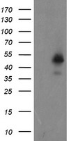 ZNF365 Antibody