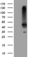 SERPINB1 Antibody